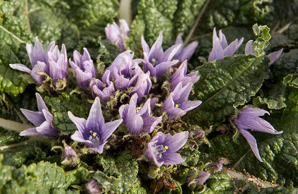 Image of Mandragora autumnalis specimen.