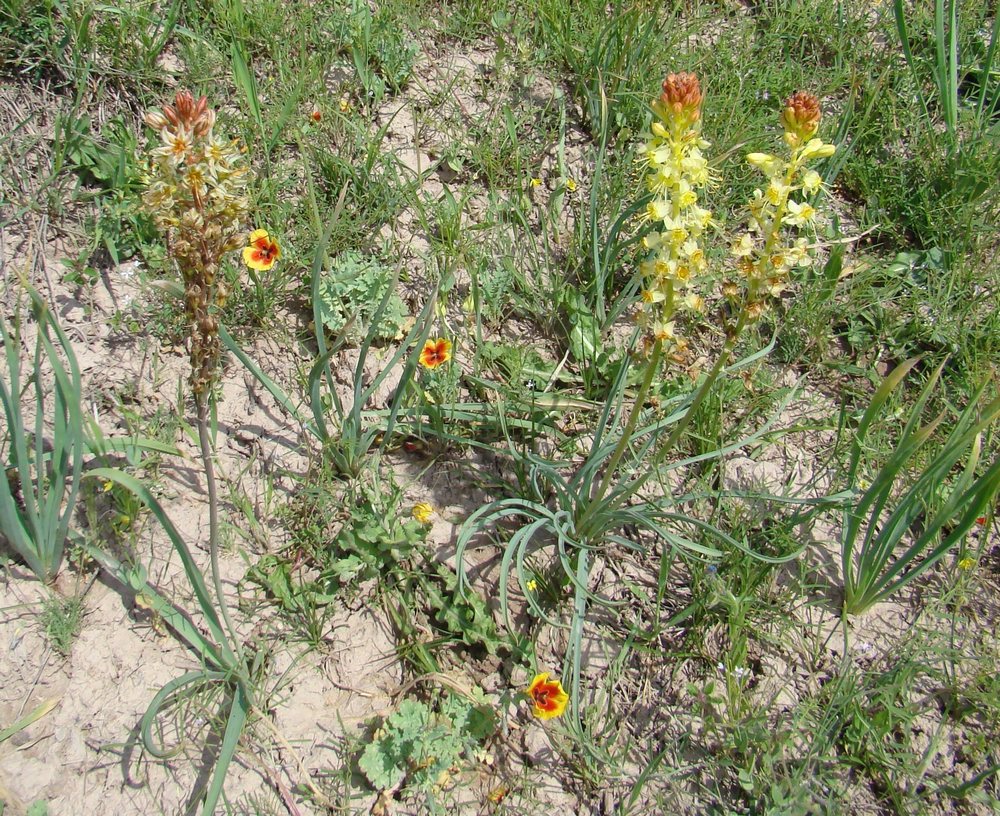 Image of Eremurus × gypsaceus specimen.