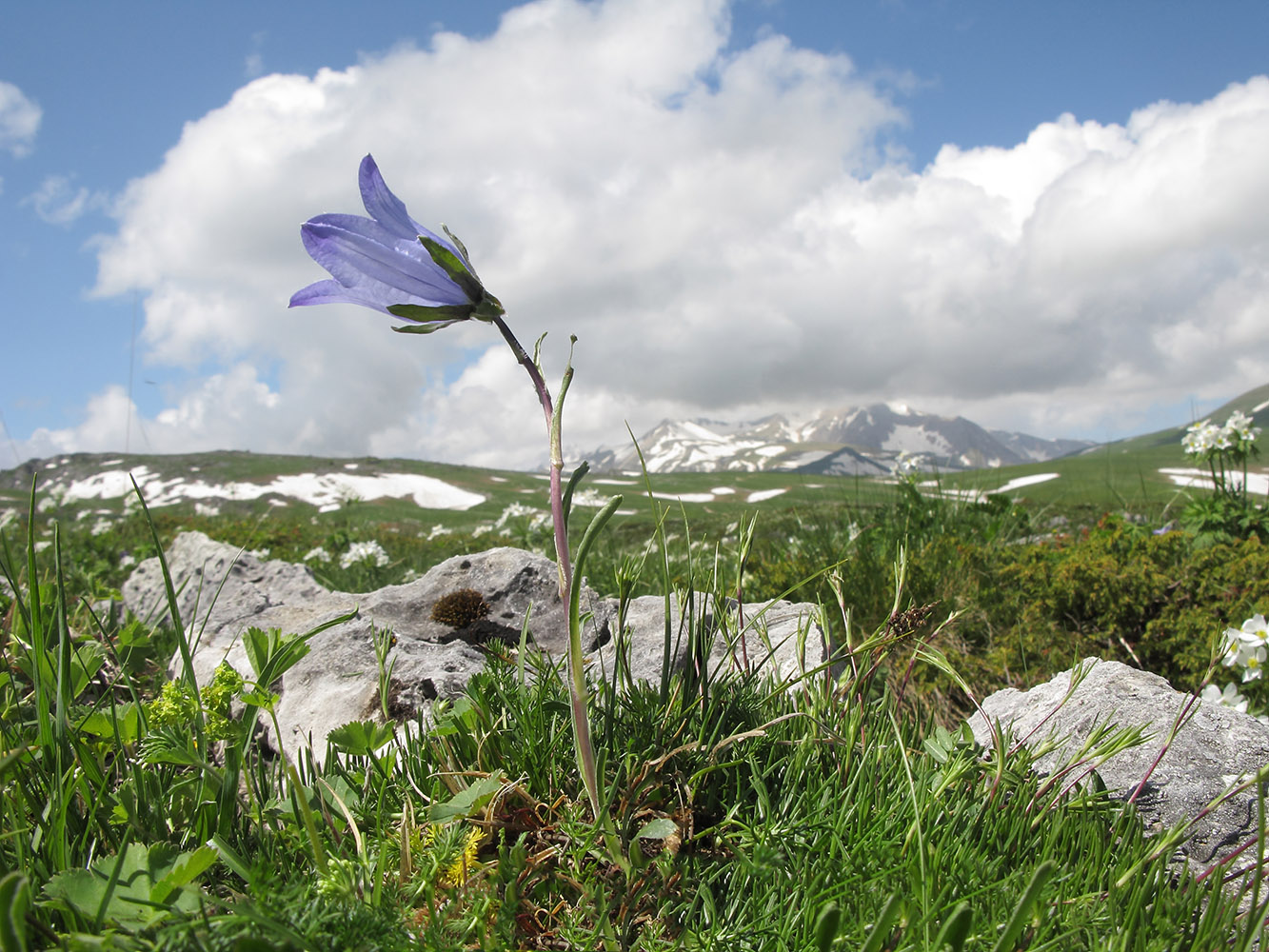 Image of Campanula biebersteiniana specimen.