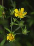 Potentilla intermedia. Часть соцветия. Мурманская обл., ЗАТО г. Североморск, заброшенная свалка на месте бывшего подсобного хозяйства. 20.09.2015.