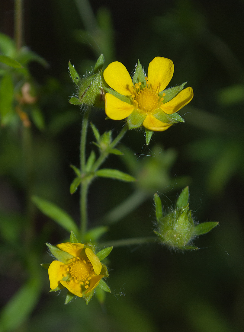 Image of Potentilla intermedia specimen.