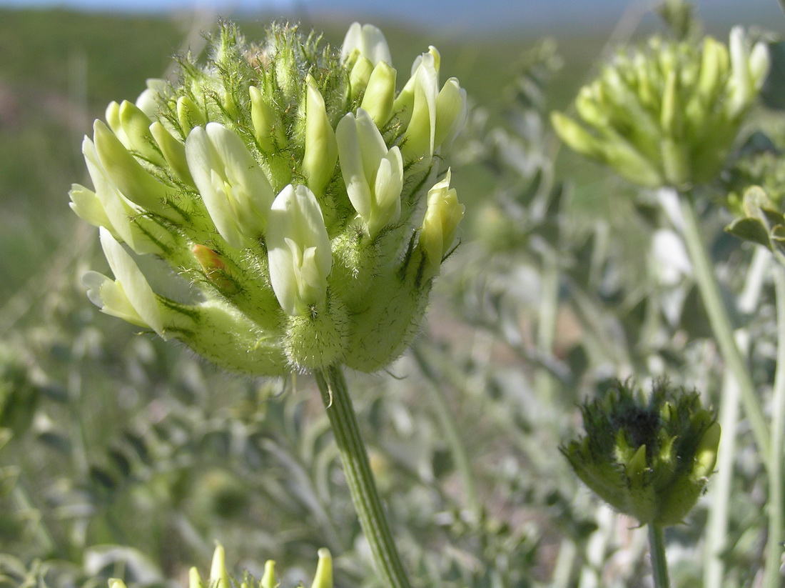 Изображение особи Astragalus ellipsoideus.