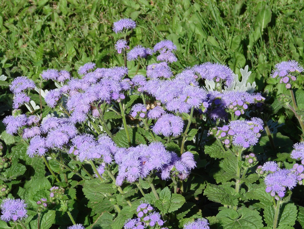 Изображение особи Ageratum houstonianum.