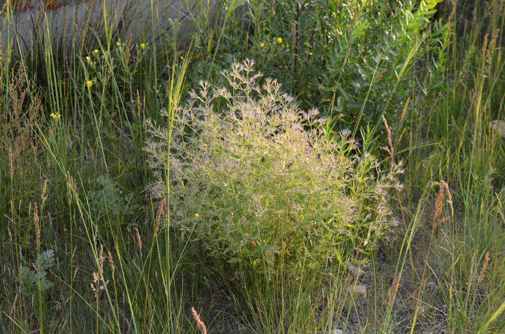 Image of Nepeta ucranica specimen.