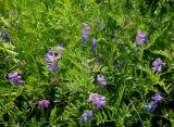 Vicia multicaulis