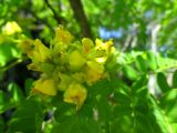 Caesalpinia ferrea. Соцветие. Австралия, г. Брисбен, парк Университета Квинсленда. 06.01.2016.