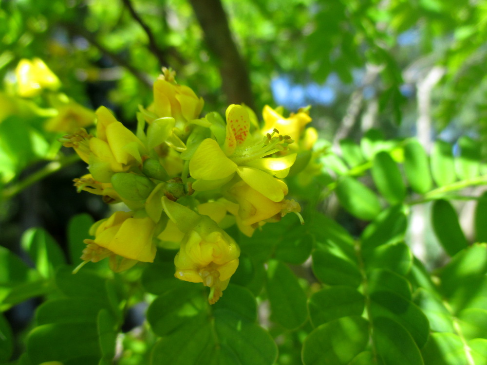 Image of Caesalpinia ferrea specimen.