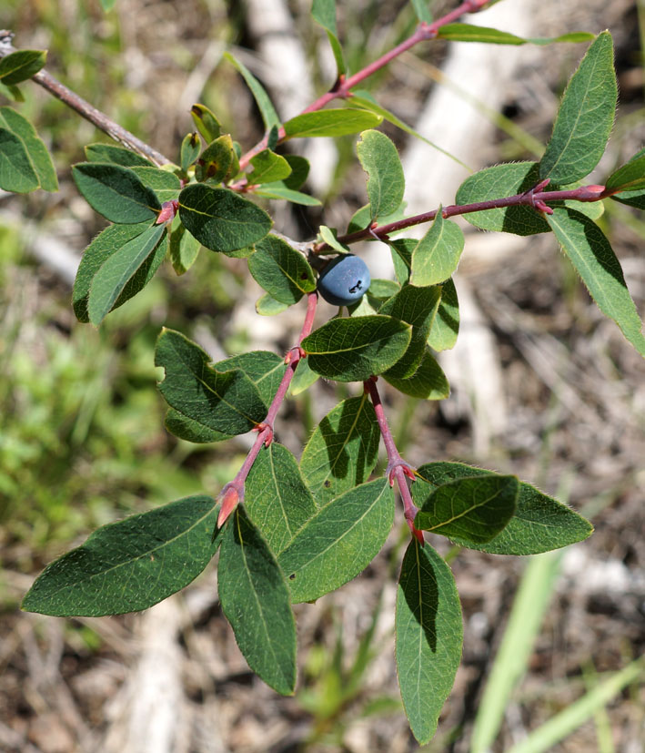 Image of Lonicera stenantha specimen.