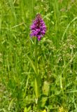 Dactylorhiza urvilleana. Цветущее растение. Карачаево-Черкесия, окр. пос. Нижний Архыз, влажный луг. 14.06.2015.