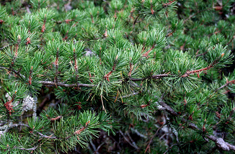 Image of Pinus banksiana specimen.