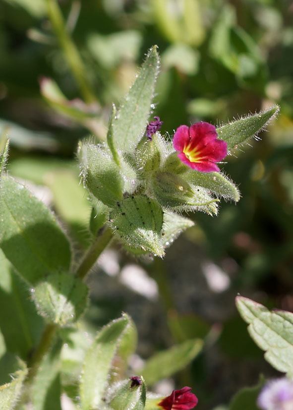 Image of Nonea caspica specimen.