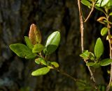 Rhododendron dauricum