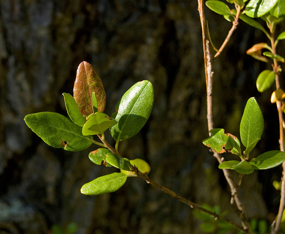 Image of Rhododendron dauricum specimen.