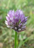 Allium maximowiczii