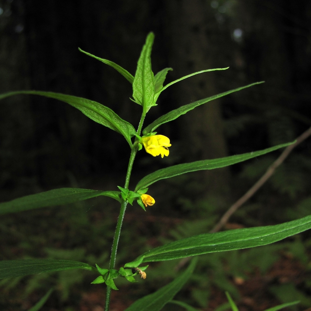 Image of Melampyrum sylvaticum specimen.