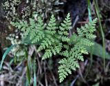 Rhizomatopteris montana