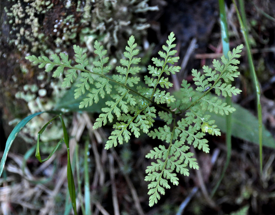 Изображение особи Rhizomatopteris montana.