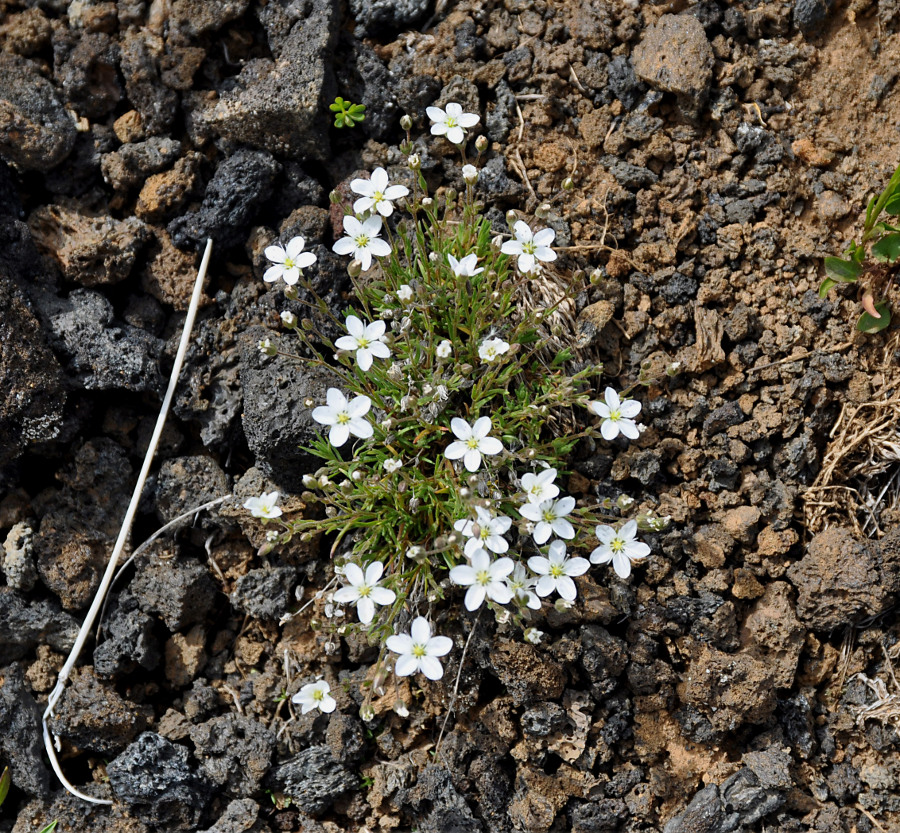 Изображение особи Minuartia uralensis.