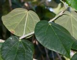 Hibiscus elatus