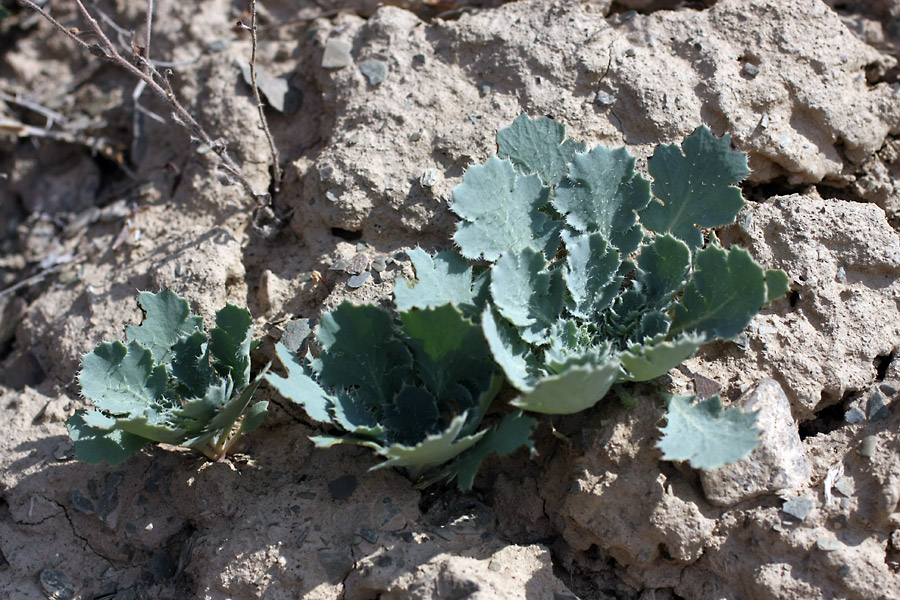 Image of Glaucium fimbrilligerum specimen.