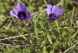 Anemone coronaria