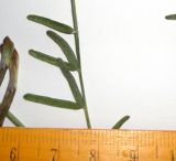 Astragalus argyroides