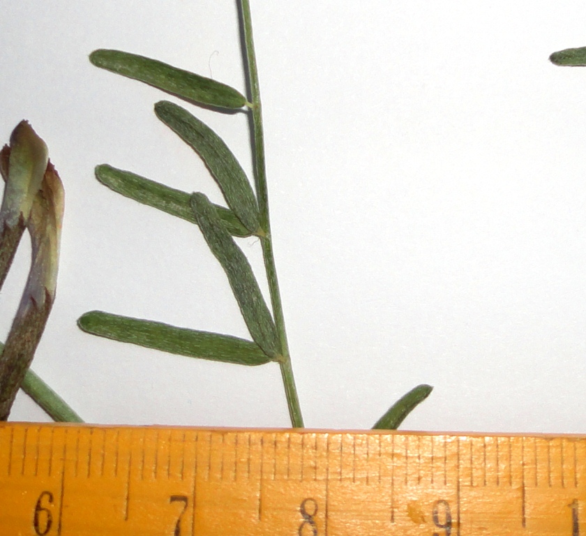 Image of Astragalus rustamovii specimen.
