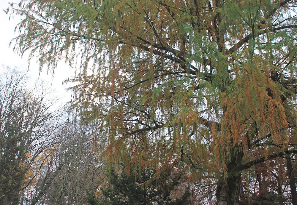 Image of Taxodium huegelii specimen.