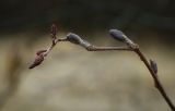 Image of taxon representative. Author is Игорь Павлов