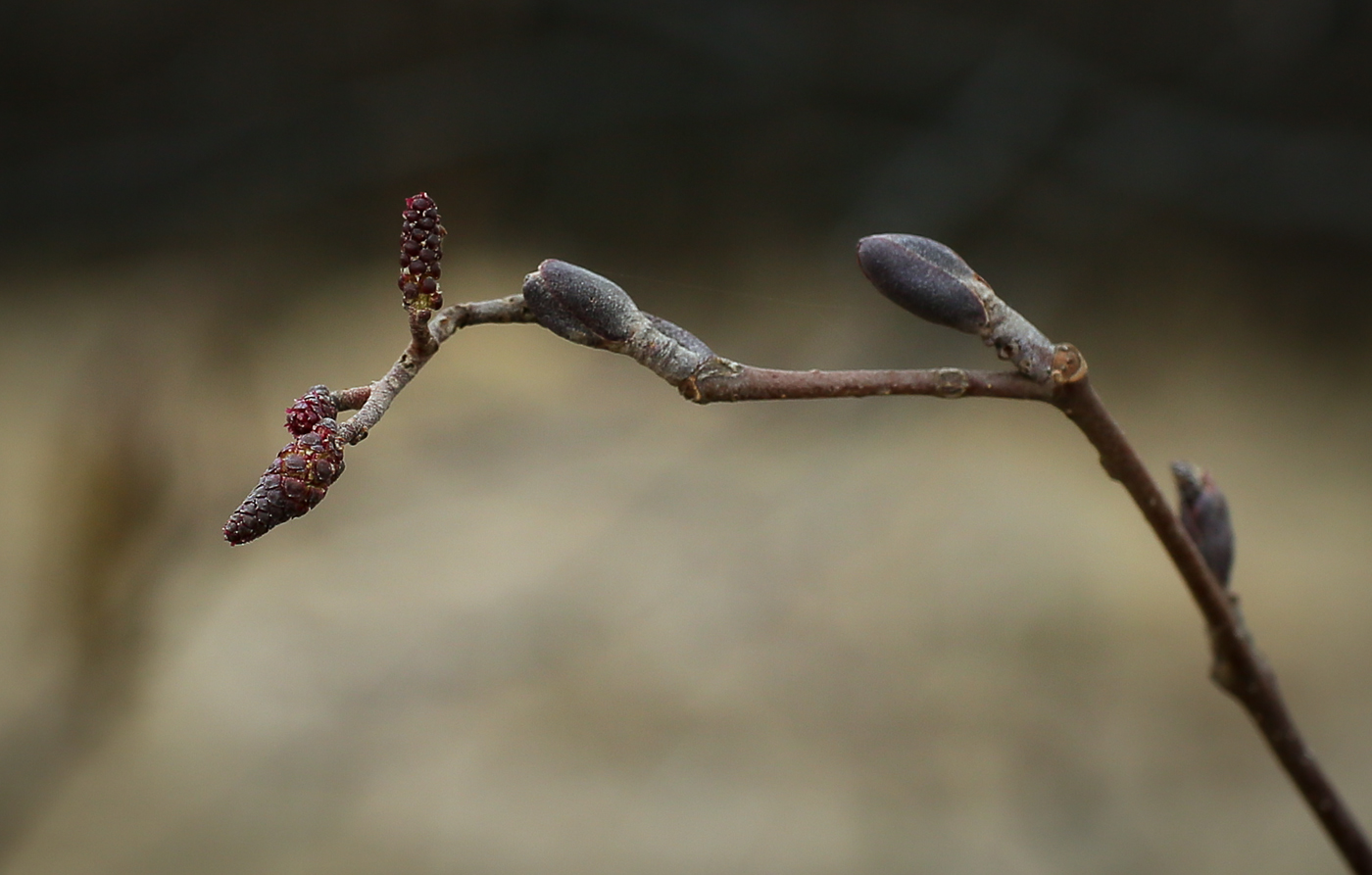 Изображение особи Alnus glutinosa.