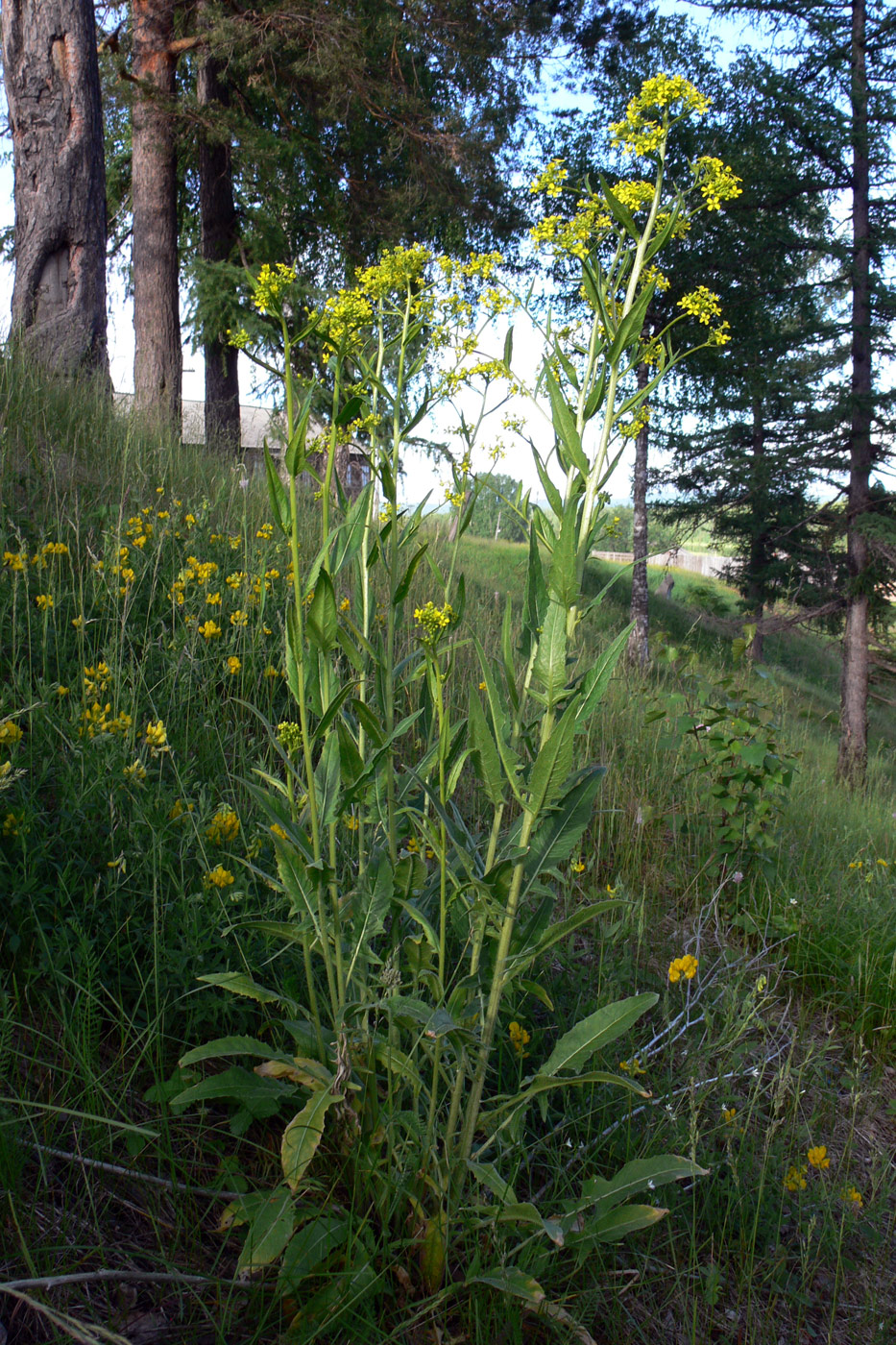 Image of Bunias orientalis specimen.