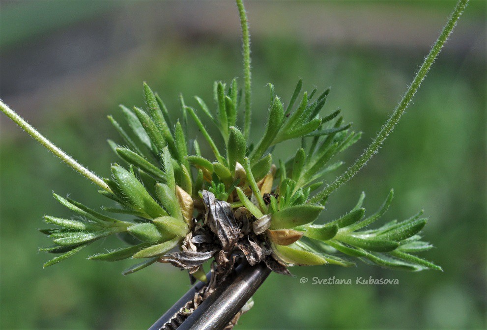 Image of Draba bruniifolia specimen.