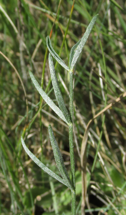 Изображение особи Astragalus ucrainicus.