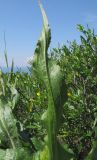 Scorzonera taurica. Лист (на заднем плане цветёт Jasminum fruticans). Краснодарский край, м/о Анапа, окр. пос. Супсех, приморский обрывистый травяной склон. 07.05.2016.