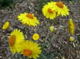 Xerochrysum bracteatum