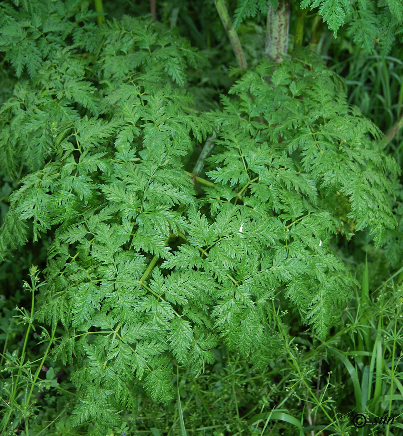 Image of Conium maculatum specimen.