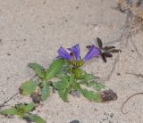 Echium bonnetii