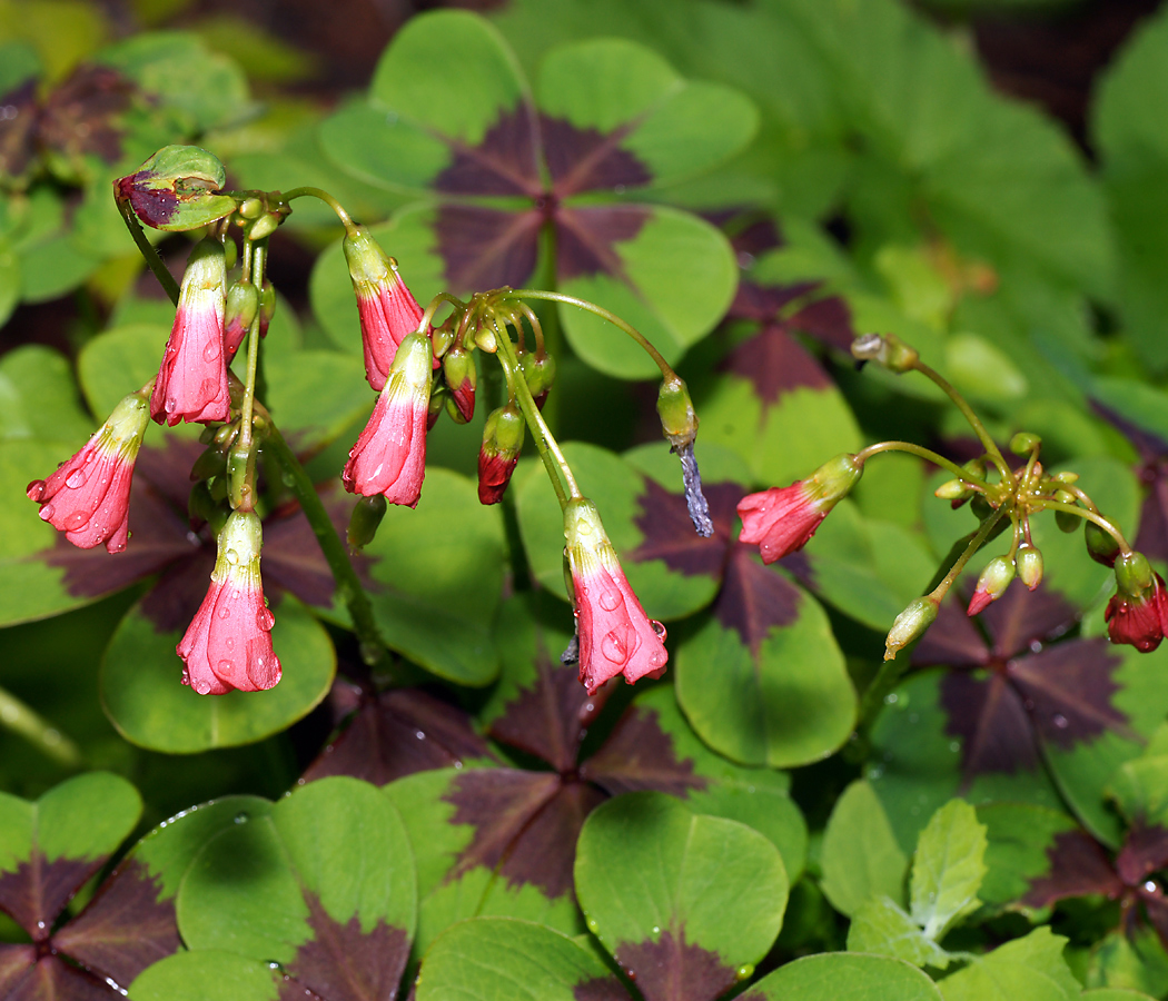 Изображение особи Oxalis tetraphylla.