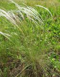 Stipa dasyphylla