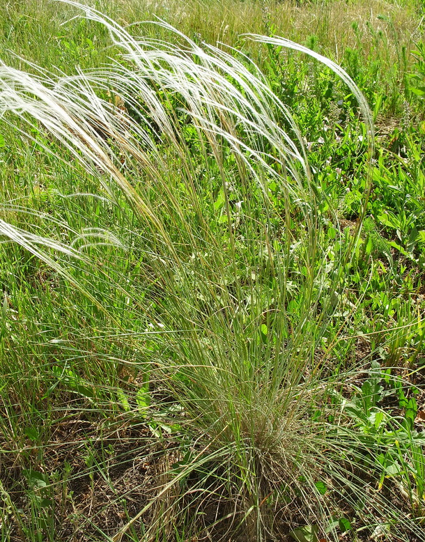 Image of Stipa dasyphylla specimen.