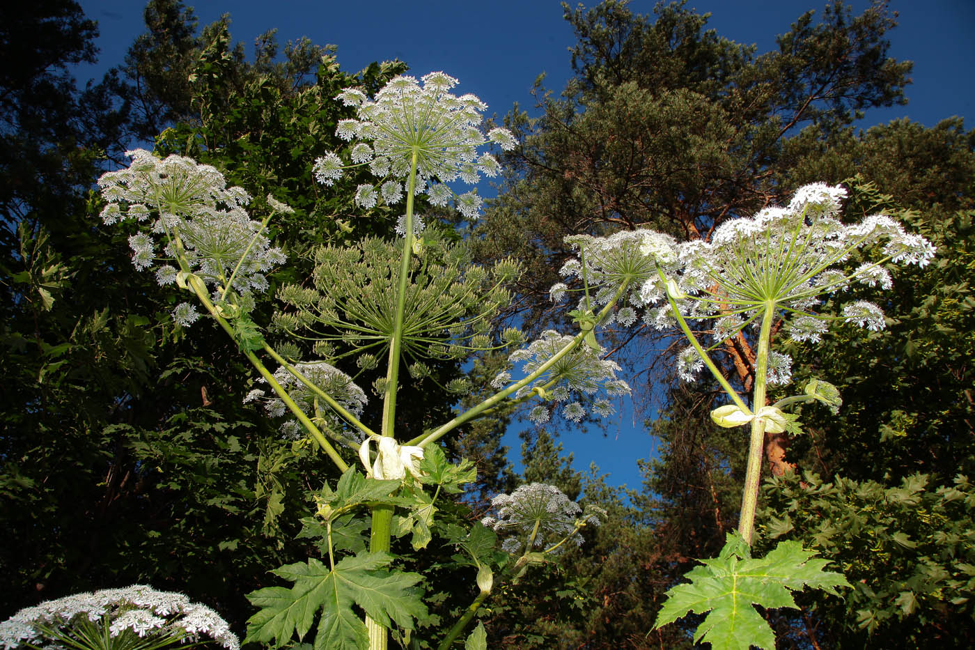 Image of Heracleum sosnowskyi specimen.