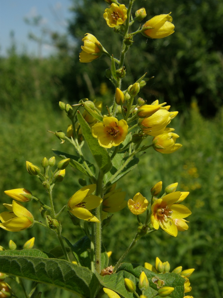 Изображение особи Lysimachia vulgaris.