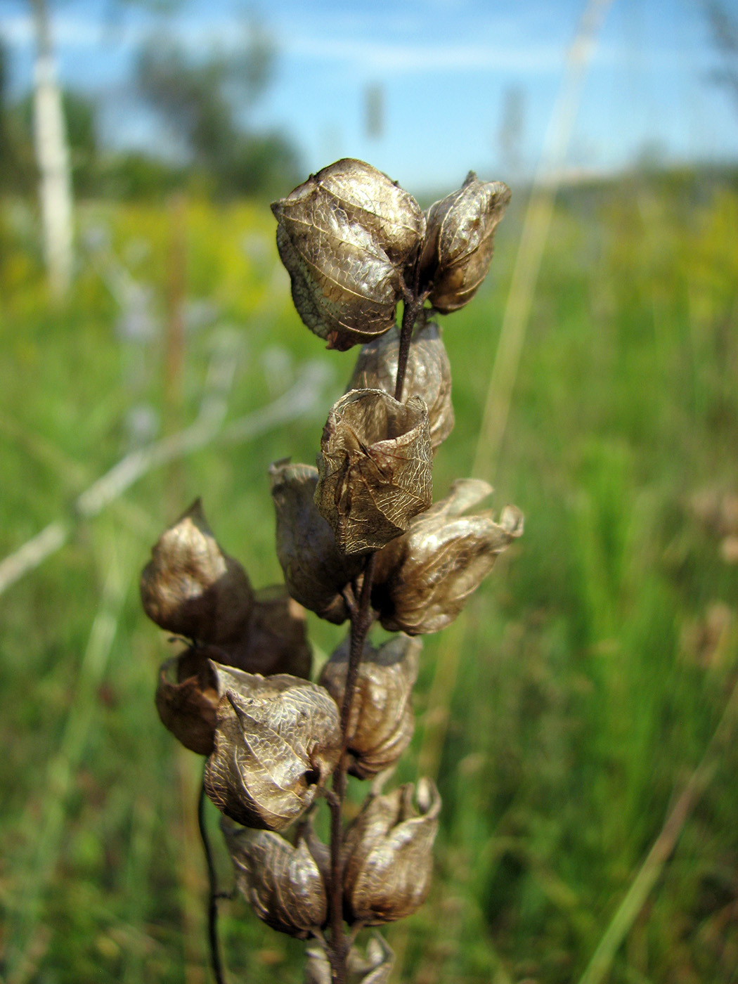 Image of Rhinanthus minor specimen.