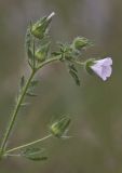 Malva setigera