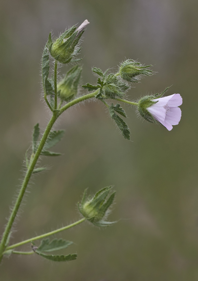 Image of Malva setigera specimen.