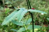 Sanguisorba officinalis