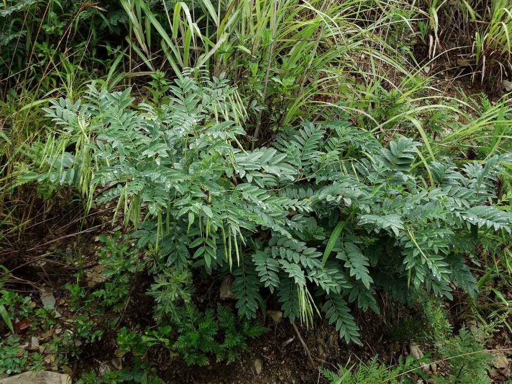 Изображение особи Sophora flavescens.