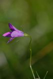 Campanula patula