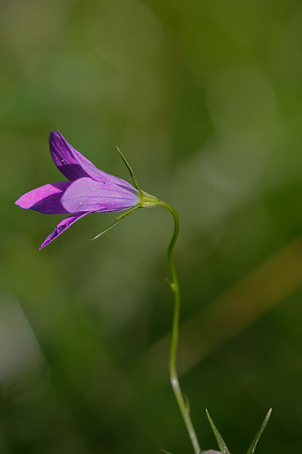 Image of Campanula patula specimen.