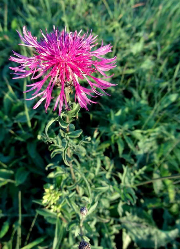 Image of Centaurea scabiosa specimen.